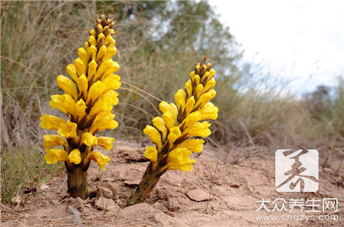 �������ݾƹ�Ч����Щ��